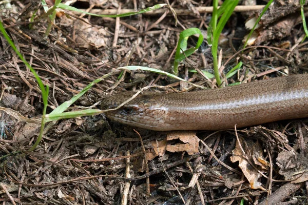 High Angle Shot Blindworm Crawling Forest Ground — Stock Photo, Image