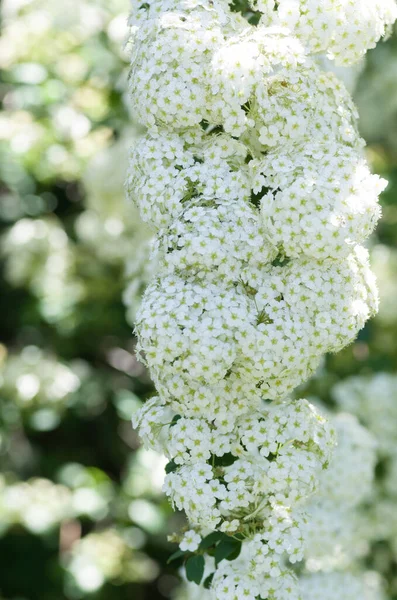Tiro Vertical Pequenas Flores Brancas Uma Floresta — Fotografia de Stock