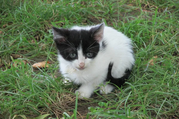 Gatito Adorable Con Ojos Azules Sobre Una Hierba Verde — Foto de Stock