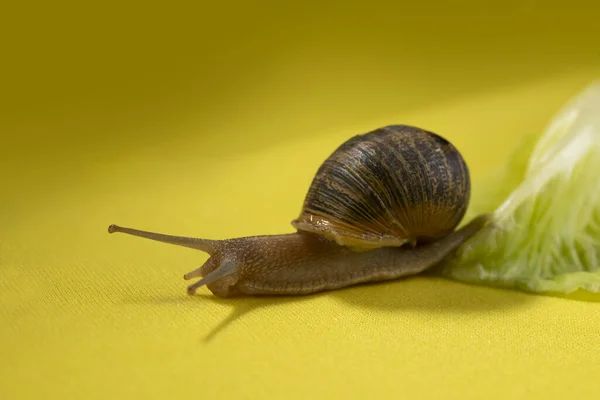 Selektiv Fokusbild Snigel Ett Löv — Stockfoto