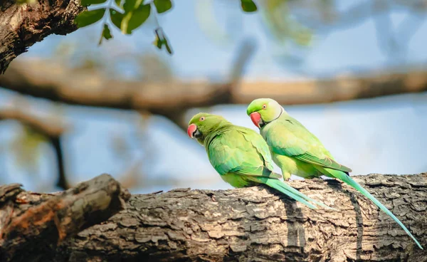 Enfoque Selectivo Dos Loros Salvajes Una Rama Bosque —  Fotos de Stock