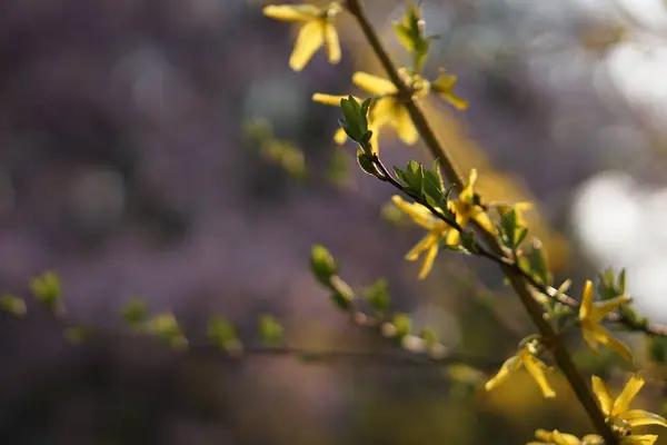 Ένα Επιλεκτικό Πλάνο Εστίασης Των Ανθισμένων Κίτρινων Λουλουδιών Στο Πράσινο — Φωτογραφία Αρχείου