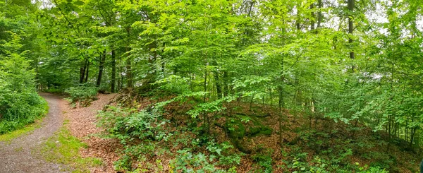 Ширококутний Знімок Дороги Яка Проходить Між Деревами Рослинами Лісі Весняний — стокове фото