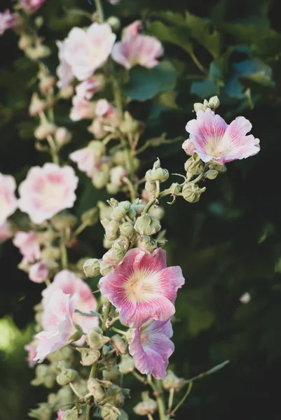 Vertikal Bild Vackra Malva Blommor — Stockfoto