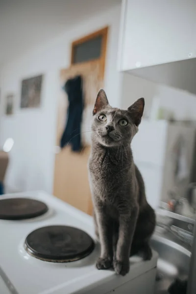 一只长着长长的胡须的可爱灰猫坐在炉子上的特写镜头 — 图库照片