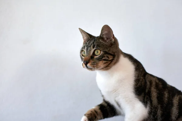 Une Mise Point Sélective Joli Chat Aux Yeux Verts — Photo