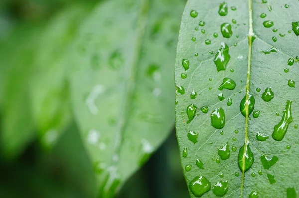 雨天过后 植物绿叶上的雨滴在模糊的背景下的特写 — 图库照片