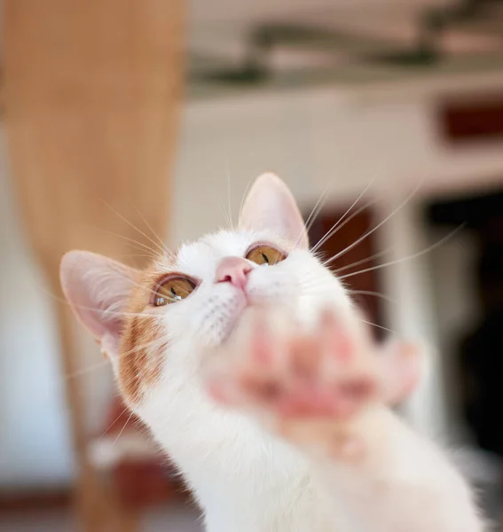 Vertikal Selektiv Fokusbild Söt Katt — Stockfoto