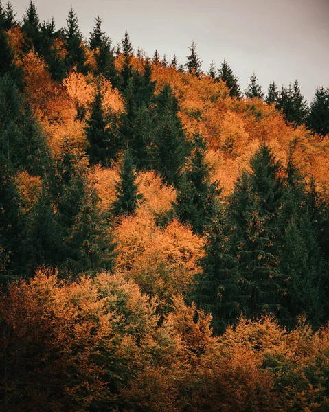 Pionowe Ujęcie Wspaniałych Jesiennych Drzew Nad Wzgórzem Świetle Dnia — Zdjęcie stockowe