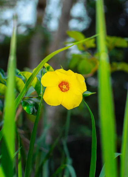 Disparo Vertical Narciso Amarillo — Foto de Stock