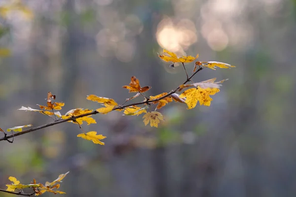 Eine Selektive Fokusaufnahme Von Herbstblättern Auf Einem Ast Auf Verschwommenem — Stockfoto