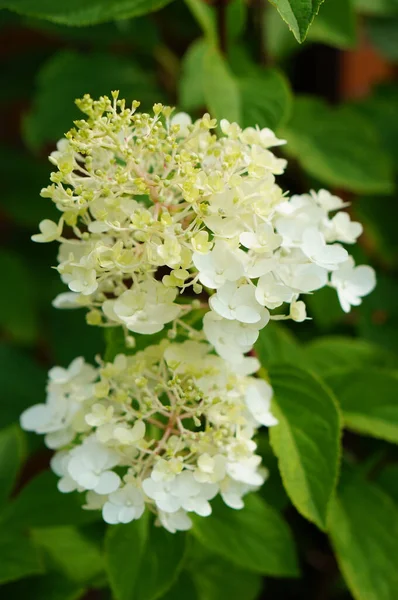 Een Verticaal Shot Van Witte Bloemen Een Wazige Achtergrond — Stockfoto