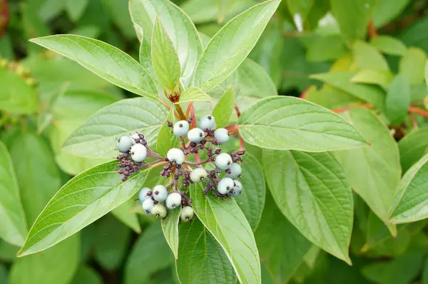 Close Shot Bunch Green Berries — Stock fotografie