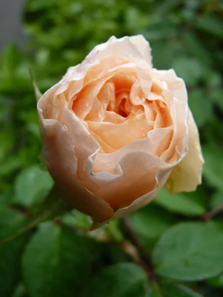 在一个有自然背景的花园里 一束精致的玫瑰花朵的特写垂直截图 — 图库照片