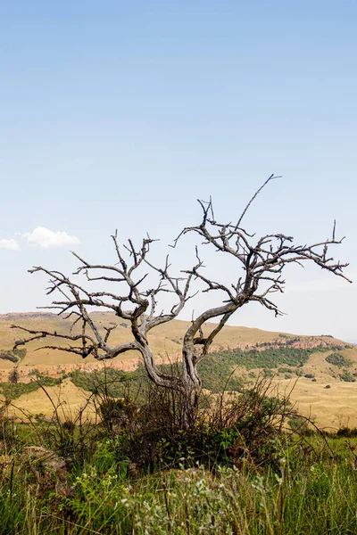 Eine Vertikale Aufnahme Eines Nackten Baumes Unter Blauem Himmel — Stockfoto
