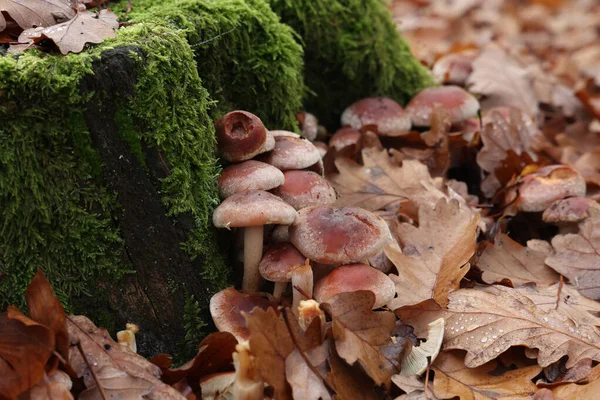 Selektiv Fokusbild Höstsvampar Som Växer Skogen — Stockfoto