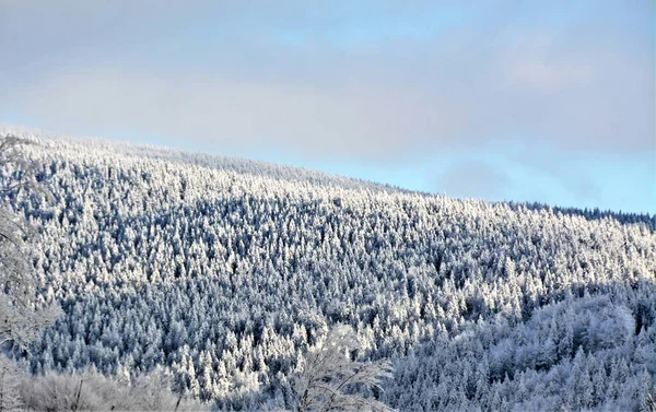 Een Betoverende Opname Van Prachtige Besneeuwde Bomen Onder Een Bewolkte — Stockfoto