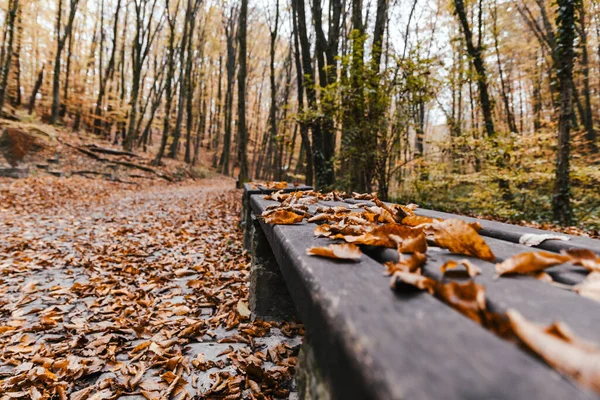 Padok Közelsége Egy Őszi Parkban — Stock Fotó