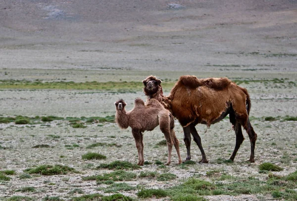 大骆驼和小骆驼在田野里 — 图库照片