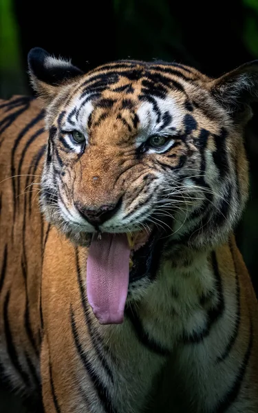 Ritratto Una Tigre Del Bengala Arrabbiata Con Uno Sfondo Sfocato — Foto Stock