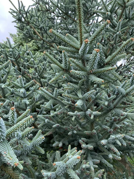 Een Lage Hoek Uitzicht Pijnboom Het Bos Een Mistige Winterdag — Stockfoto