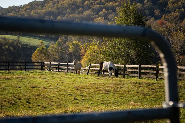 Cavalos Uma Fazenda Animais Cercada Por Árvores Outono — Fotografia de Stock