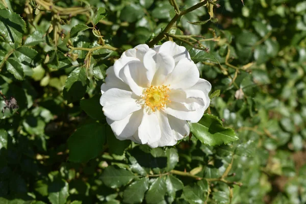 Zbliżenie Ujęcie Kwitnącego Białego Kwiatu Zieleni — Zdjęcie stockowe