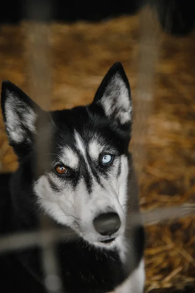 Vacker Hög Vinkel Närbild Husky Tittar Kameran Fältet — Stockfoto