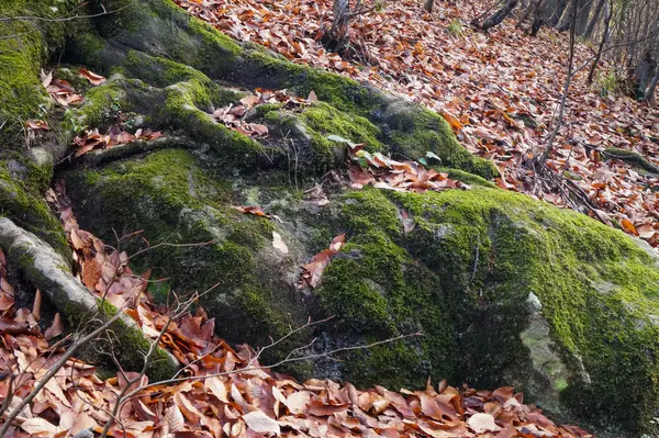 Mossy Gyökerek Őszi Erdőben — Stock Fotó