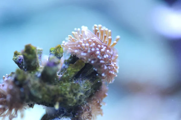 Een Close Shot Van Onderwater Koralen Oceaan — Stockfoto