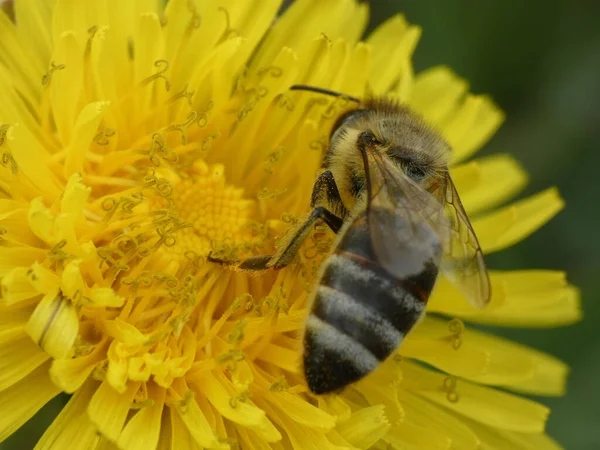 Egy Makró Kép Egy Méhről Amint Egy Sárga Virágon — Stock Fotó