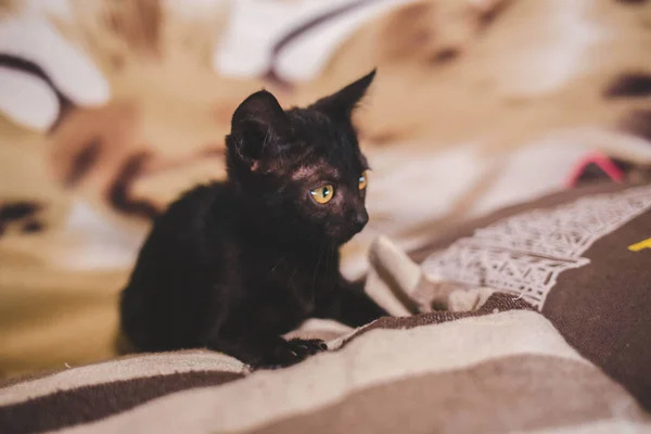 ベッドの上に黄色の目をした愛らしい黒い子猫のクローズアップ — ストック写真