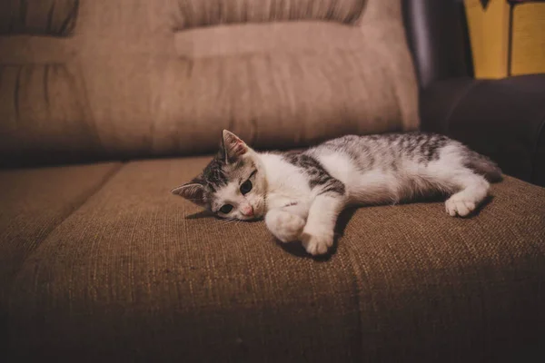 Eine Nahaufnahme Eines Entzückenden Grauen Kätzchens Das Auf Einer Couch — Stockfoto