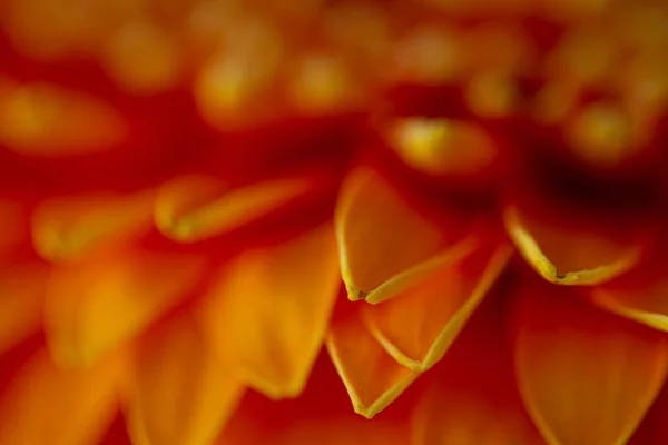 Eine Selektive Fokusaufnahme Der Blühenden Gerbera Blume — Stockfoto