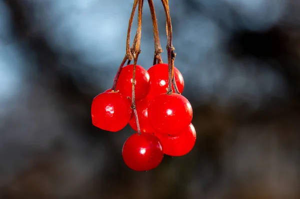 Tiro Close Galho Com Frutos Viburnum Opulus — Fotografia de Stock