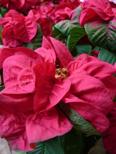 Ramo Hermosas Flores Rojas Flor Invernadero —  Fotos de Stock