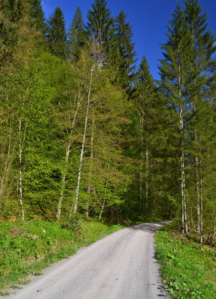 Een Verticaal Schot Van Een Weg Omringd Door Hoge Bomen — Stockfoto