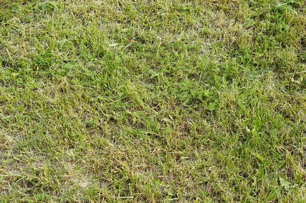 Top View Green Grass Spring — Stock Photo, Image