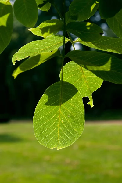 Tiro Vertical Close Uma Árvore Verde Fresca Folhas Iluminadas Pela — Fotografia de Stock