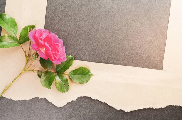 Плоска Кладка Рожевої Троянди Сірій Поверхні Милим Папером — стокове фото