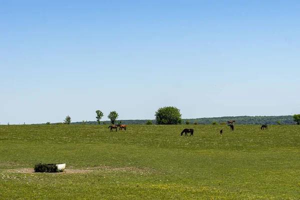 Cavalos Que Pastam Campo Verde — Fotografia de Stock
