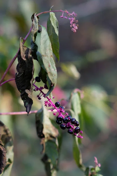 毒のある植物の垂直選択的焦点は ぼやけた背景にアメリカのラコノスを撮影 — ストック写真