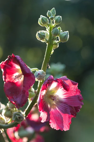 Une Mise Point Sélective Verticale Fleurs Fleurs Dans Verdure — Photo