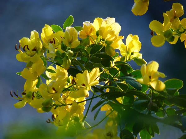 Primer Plano Flores Color Amarillo Brillante Con Follaje Fresco Creciendo — Foto de Stock