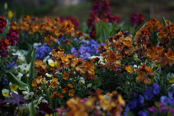 Een Close Shot Van Bloeiende Kleurrijke Bloemen Het Park — Stockfoto