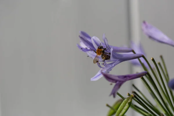 Μια Όμορφη Μακρο Φωτογραφία Μιας Μέλισσας Μέσα Ένα Μωβ Λουλούδι — Φωτογραφία Αρχείου