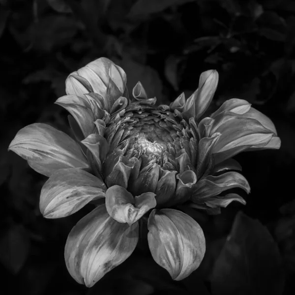 Plan Macro Une Fleur Sur Fond Noir — Photo