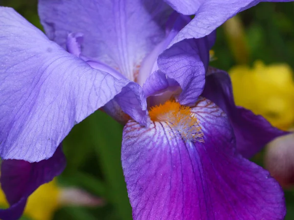 Selective Focus Shot Purple Iris Amethyst Flame — Stock Photo, Image