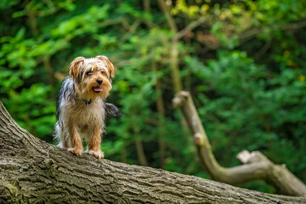 Selektywne Ujęcie Uroczego Yorkshire Terrier Pniu Drzewa — Zdjęcie stockowe