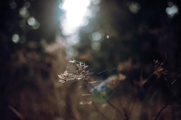 Örümcek Ağlarıyla Kaplı Kuru Bir Dalın Fotoğrafı — Stok fotoğraf